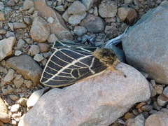 Leucanella stuarti koehleri