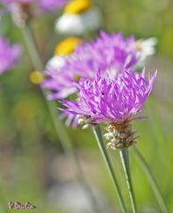 Psephellus vvedenskii