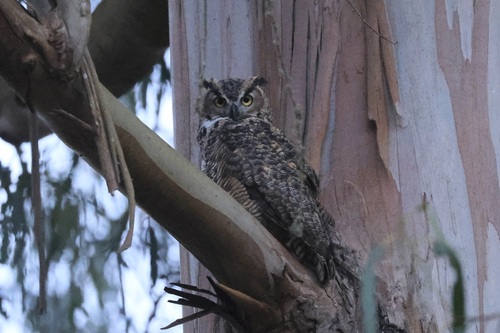 View observation of {o.common_name} on iNaturalist