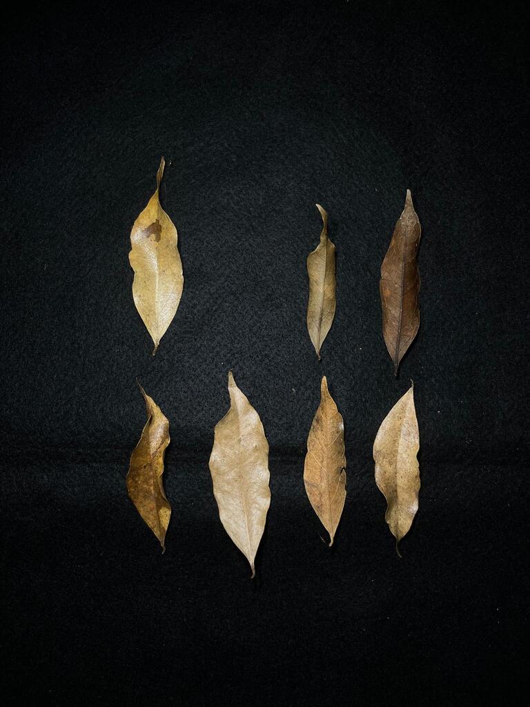 Angelesia splendens (Angelesia splendens)