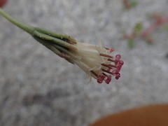 Palafoxia linearis linearis