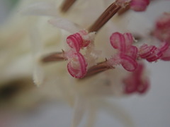 Palafoxia linearis linearis