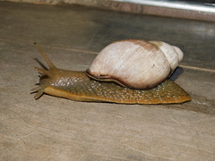 Megalobulimus lorentzianus