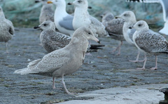 Larus hyperboreus