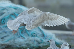 Larus hyperboreus