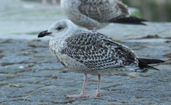 Larus marinus