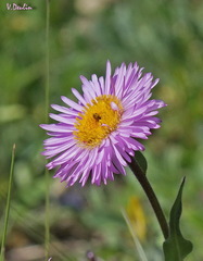 Erigeron caucasicus venustus