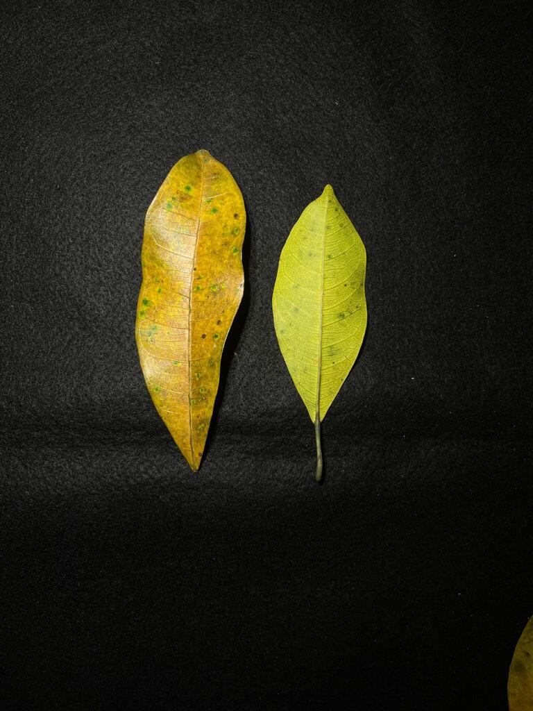 White Fig Tree (Ficus vasculosa)