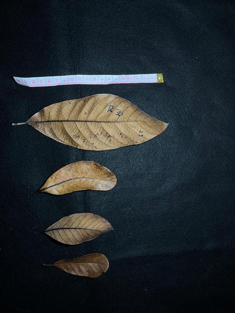 Litsea firma (Litsea firma)