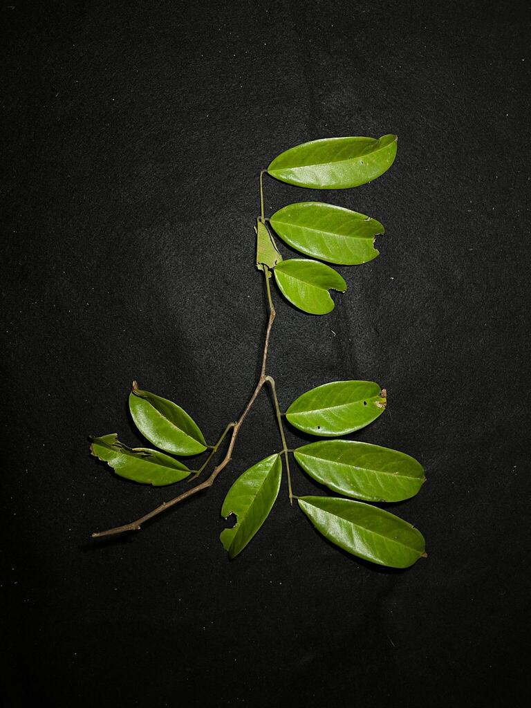Ormosia bancana (Ormosia bancana)