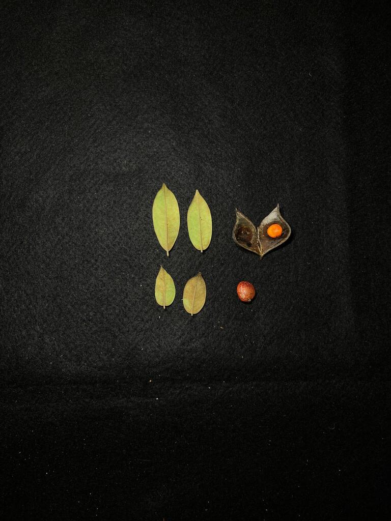 Ormosia bancana (Ormosia bancana)