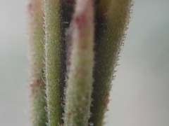 Palafoxia linearis linearis