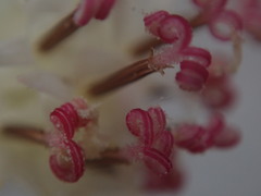 Palafoxia linearis linearis