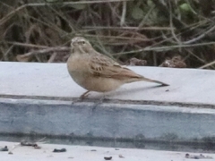 Emberiza impetuani