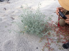 Palafoxia linearis linearis