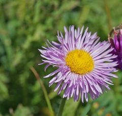 Erigeron caucasicus venustus