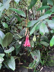 Fuchsia boliviana luxurians