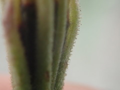 Palafoxia linearis linearis