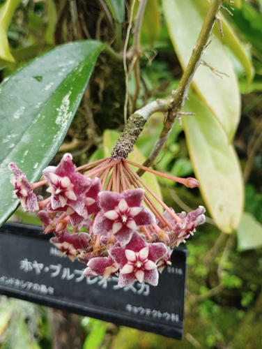 Hoya purpureofusca Hook.