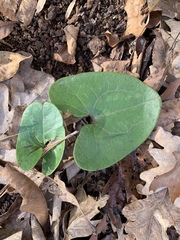 Hexastylis arifolia
