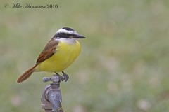 Pitangus sulphuratus