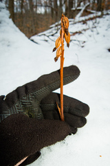 Corallorhiza maculata