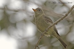 Contopus pertinax