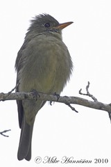 Contopus pertinax