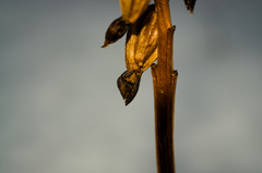 Corallorhiza maculata