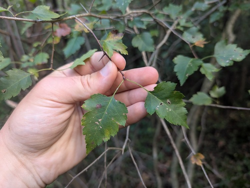 Crataegus phaenopyrum