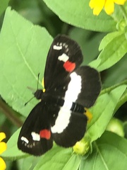 Paramimus stigma