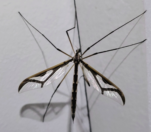 Unknown species found near Bar Harbor, ME 04609, USA