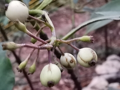 Chiococca pachyphylla