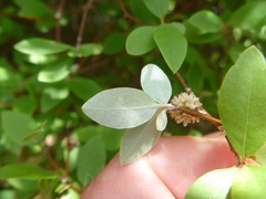 Olearia fragrantissima