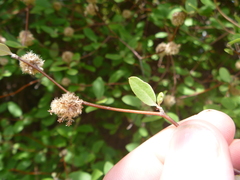 Olearia fragrantissima
