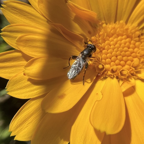 Unknown species found near Lennox Ave NE, Cedar Rapids, IA, US