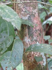 Uroplatus