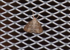 Stegea salutalis