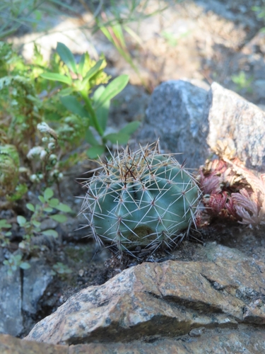 Hedgehog Cactus (Echinocereus subinermis)