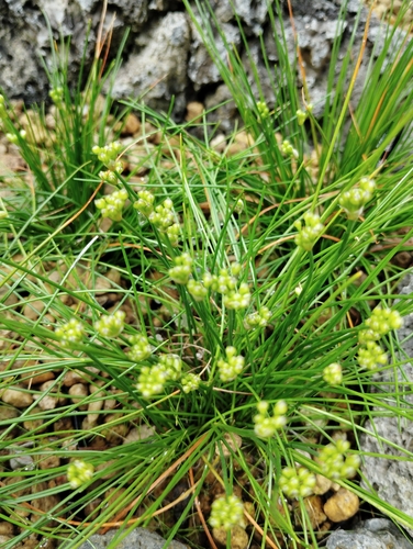 Allium virgunculae iNat (2)