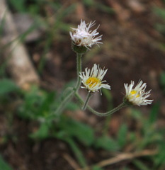 Erigeron glabellus pubescens