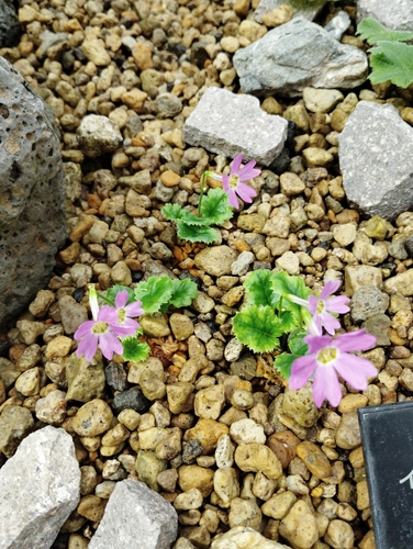 Primula tosaensis iNat (1)
