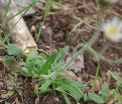 Erigeron glabellus pubescens
