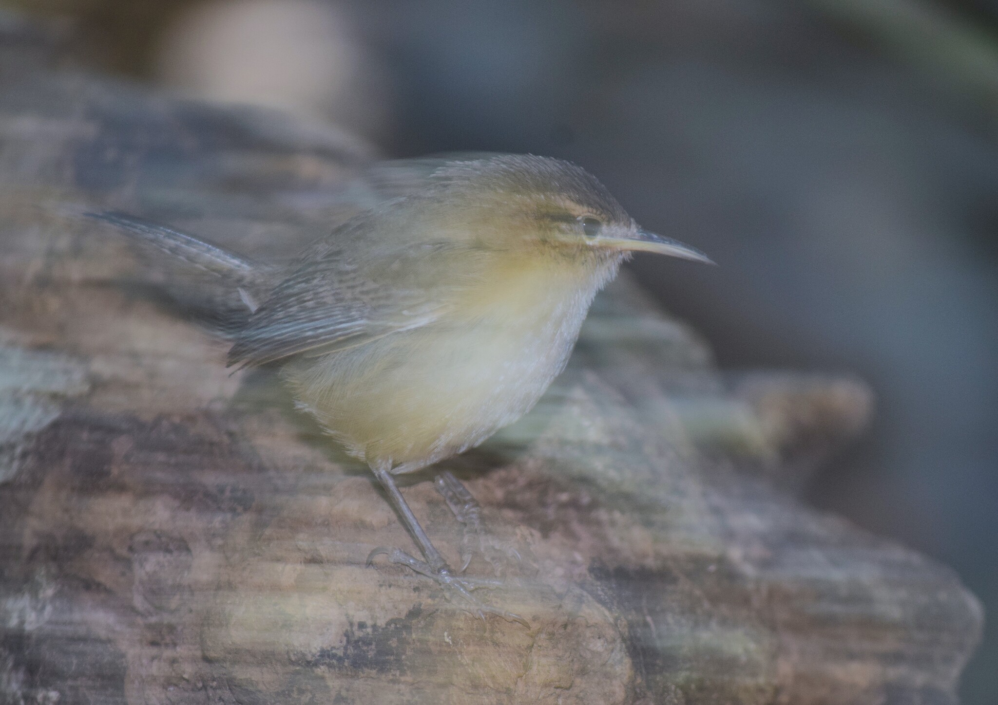 Socorro Wren illustration
