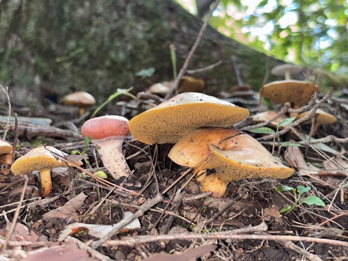 Suillus bovinus