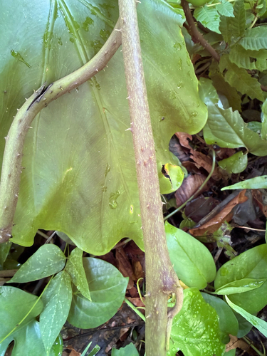 Dioscorea cumingii (Dioscorea cumingii)