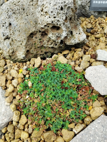 Hypericum yojiroanum iNat (1)