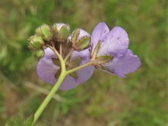 Phacelia glabra