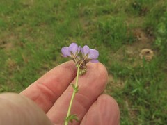 Phacelia glabra