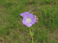 Phacelia glabra
